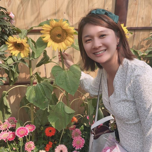 維園花展 繡球花盛開