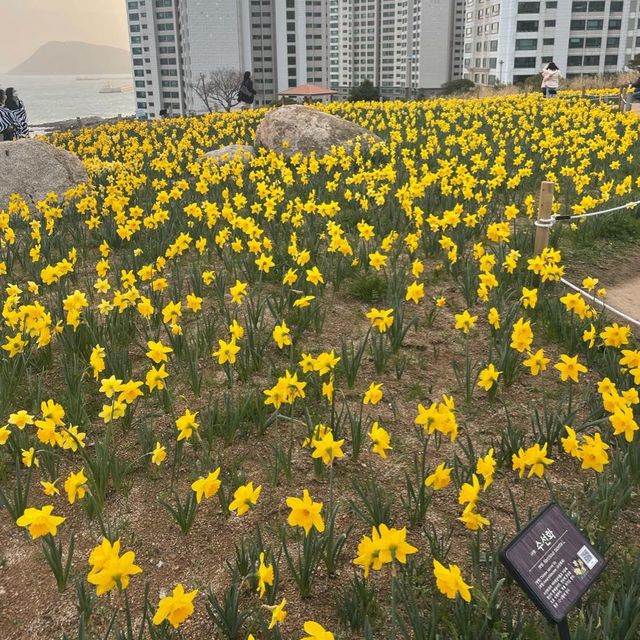 부산에서 수선화를 마음껏 볼 수 있는 오륙도 해맞이공원
