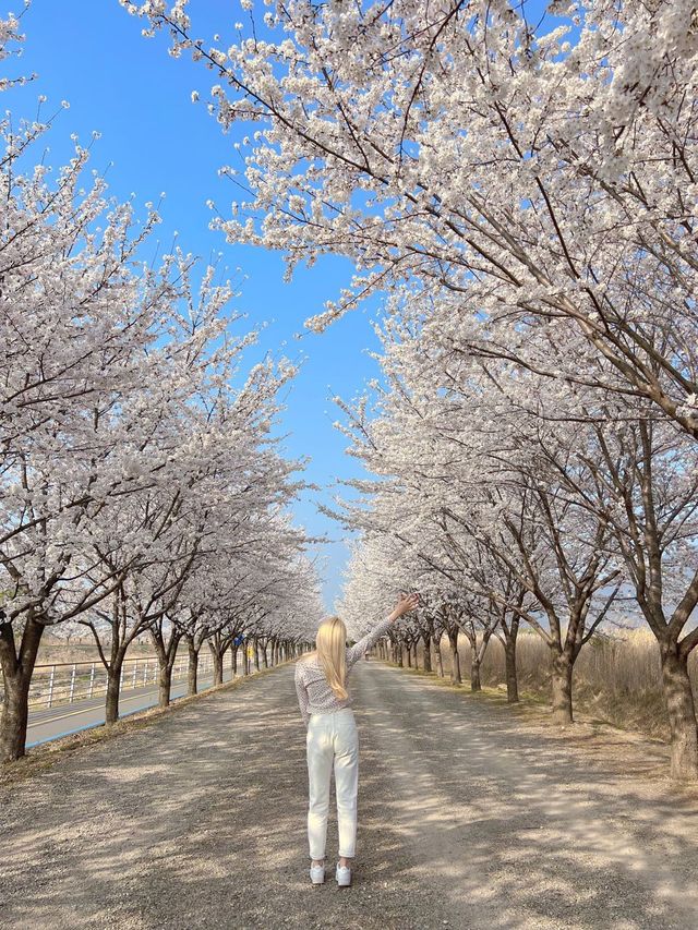 하남 덕풍천에 찾아온 봄🌸