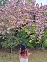 서울 겹벚꽃은 어린이대공원에서🌸
