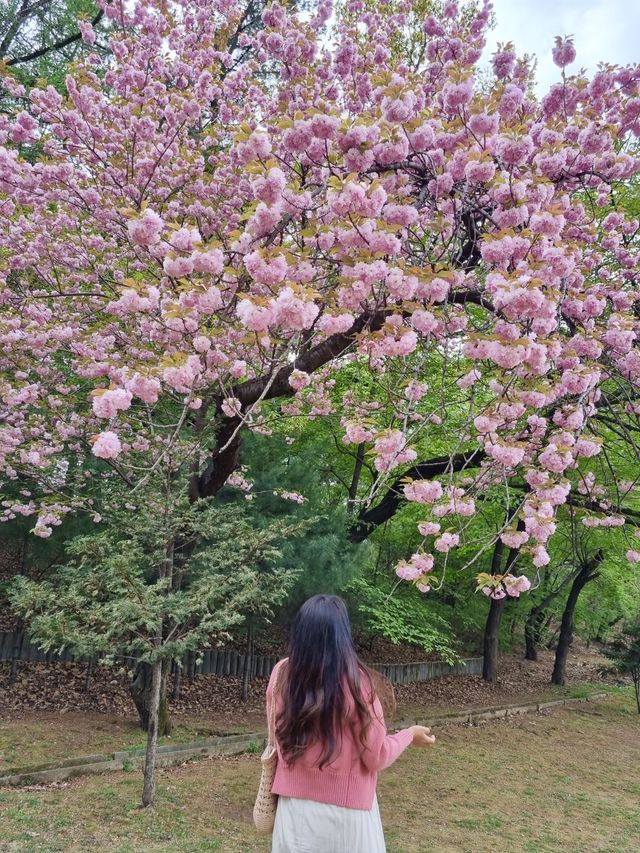 서울 겹벚꽃은 어린이대공원에서🌸