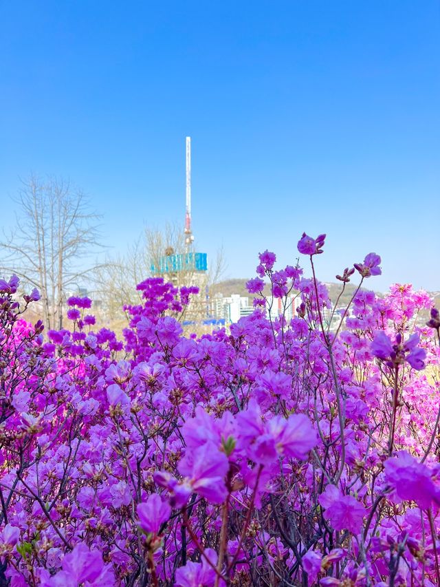 핑크물결 가득한 진달래꽃동산🌸💞