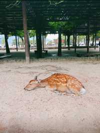 【広島県】揚げもみじ食べ行こう！ "宮島" へ