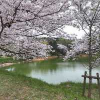 Cherry Blossom 🌸