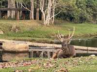 ลานกางเต้นท์ลำตะคอง อุทยานแห่งชาติเขาใหญ่