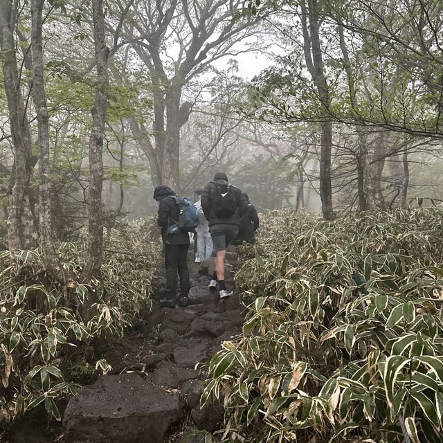 다양한 식생식물과 동물을 만날 수 있는 ⛰️ 한라산 성판악 코스