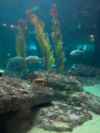 Monterey Bay Aquarium 