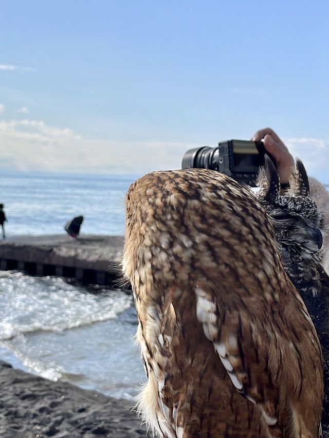 영화 속 한 장면 같던 가마쿠라 바다🌊