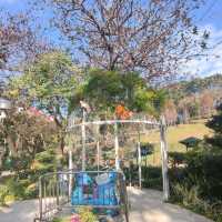 晨運緩跑~心曠神怡~花悅滿城~元朗公園