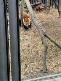 우에노 공원 안에 있는 우에노 동물원!