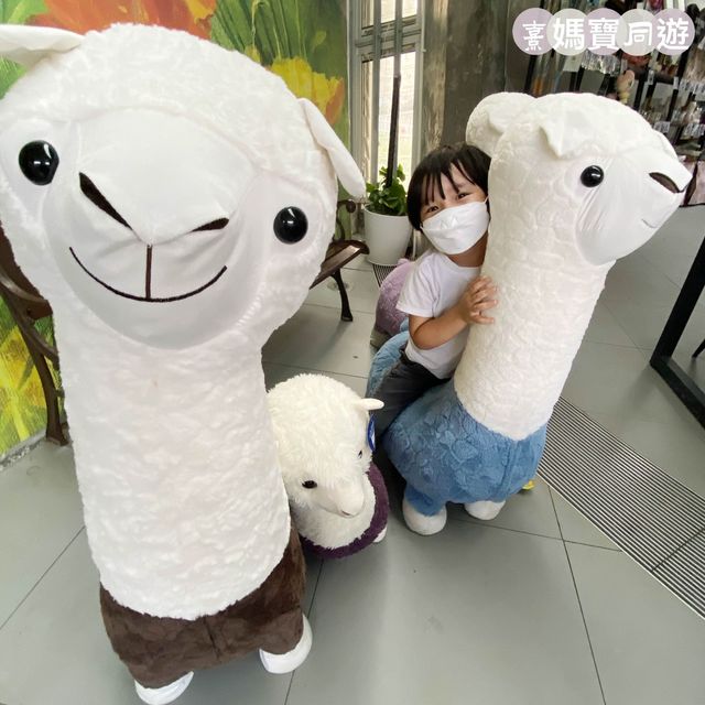 探索蝶豆花園