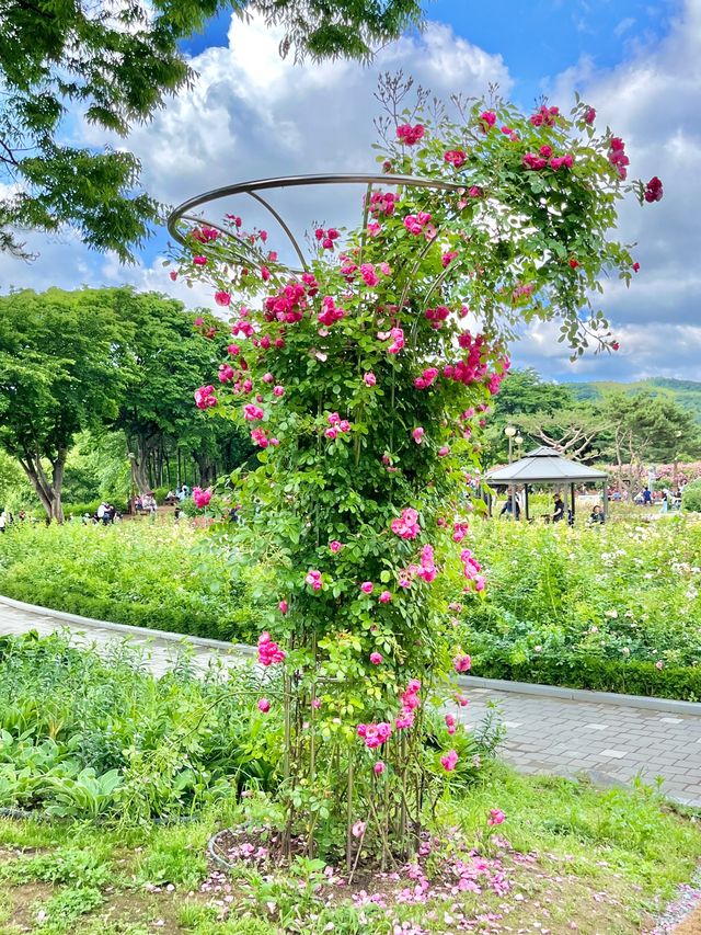 🌹과천 장미축제 - 서울대공원 장미원🌹