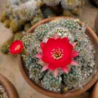 ATOK BENGUET IS A SUCCULENTS CITY