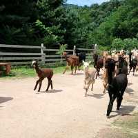 Have you walk an Alpaca?