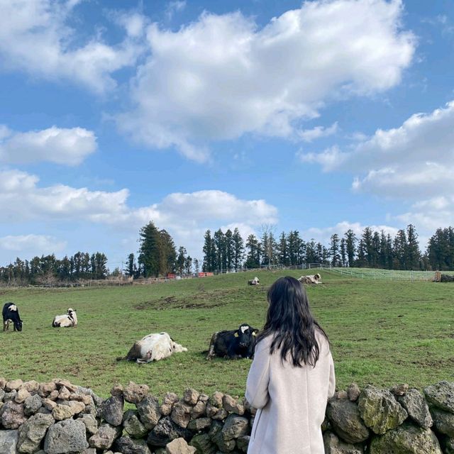 제주의 초록빛🌿 아침미소목장🐄