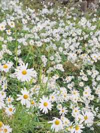 🌼요즘 가을 꽃사진 찍는 방법🌼