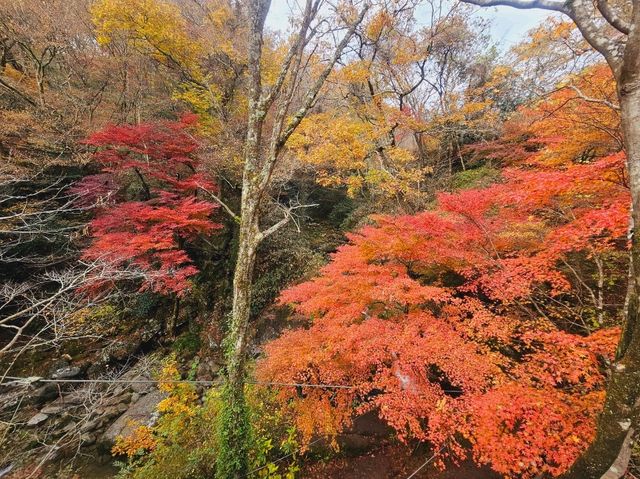 The foliage at Hananuki Gorge