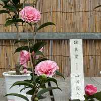 日本特別史蹟 - 名古屋城看傳統城堡！