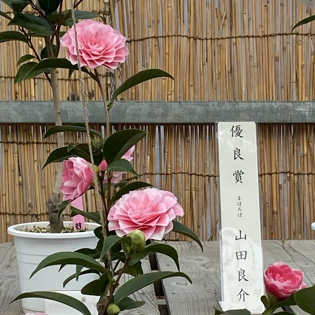 日本特別史蹟 - 名古屋城看傳統城堡！