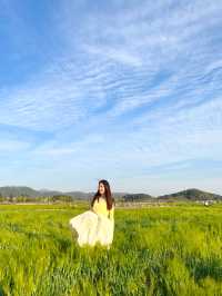 4월 경주가면 만날 수 있는 💚분황사 청보리밭💚