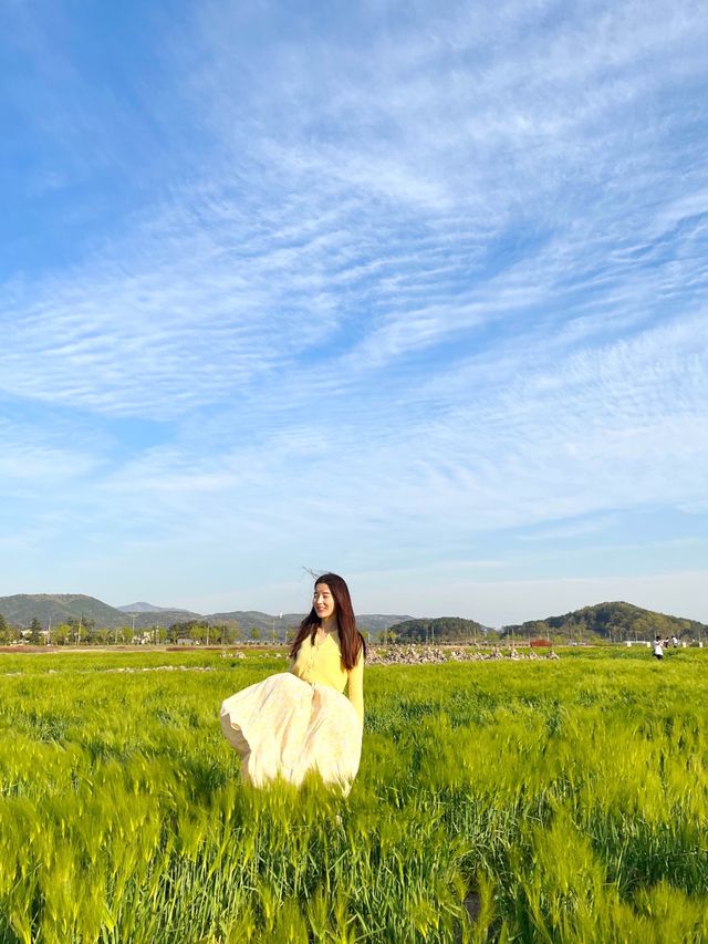 4월 경주가면 만날 수 있는 💚분황사 청보리밭💚