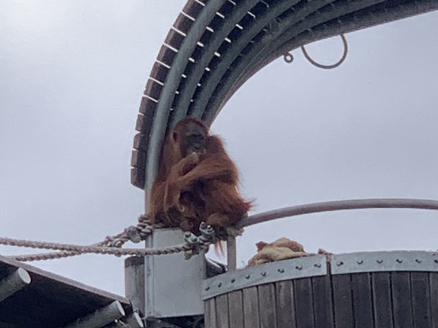 西澳珀斯動物園（Perth Zoo）🐨🐒🐯🦁🐷🐮🦒🦨🦜