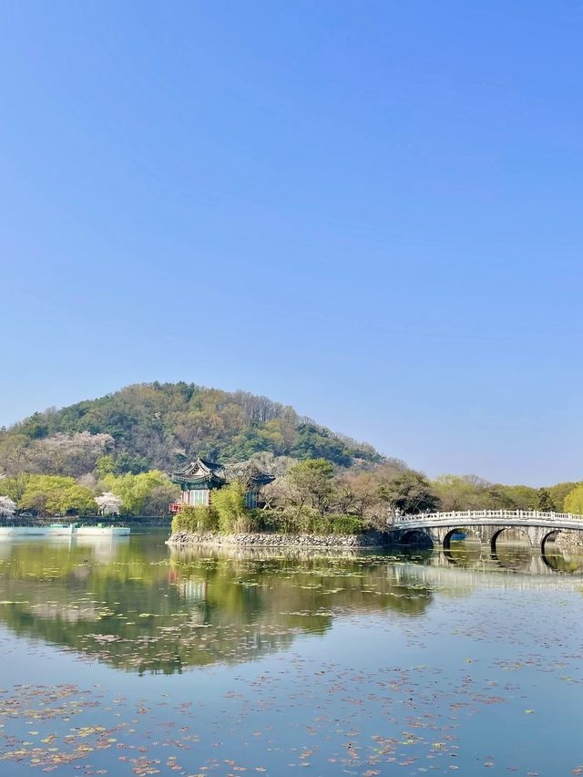 대구 벚꽃 여행지:: 두류공원🌸🌸🌸