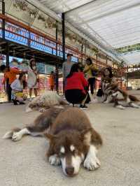 Puppy farm - cutest puppies in Dalat 