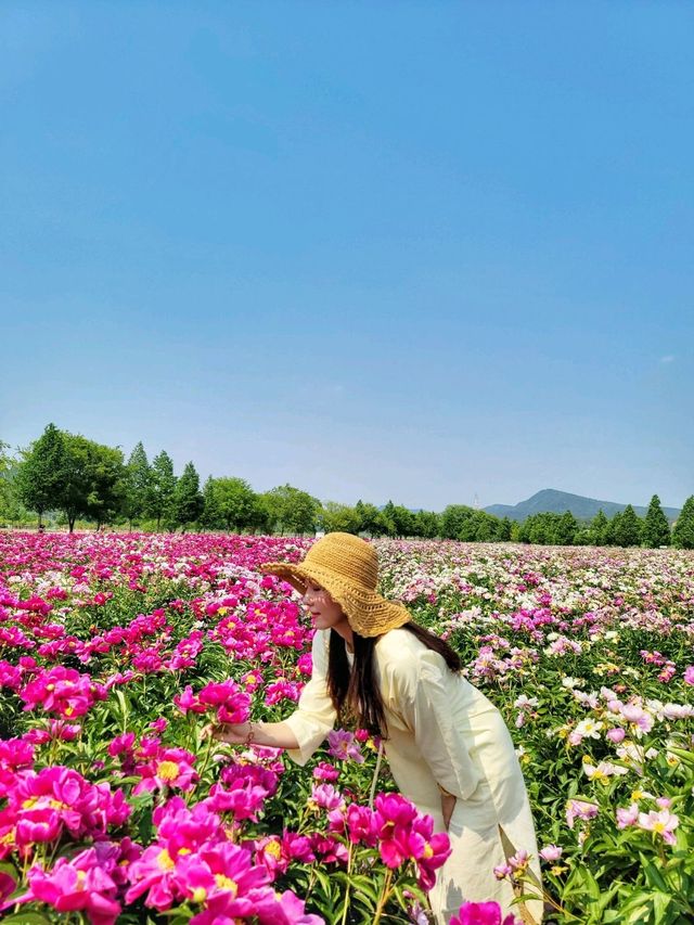 지금 만개한 작약꽃 즐기기! 합천 핫들생태공원🌺