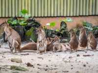 Zoo Negara@Kuala Lumpur, Malaysia