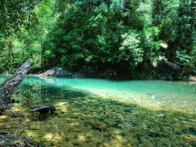 One of the World Oldest Tropical Rainforests