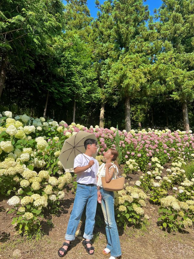 [보성] 전국에서 제일가는 수국 맛집, 윤제림💐