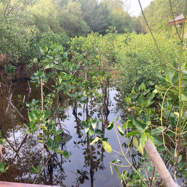 スラバヤ　マングローブ公園【Wisata Mangrove Gunung Anyar】