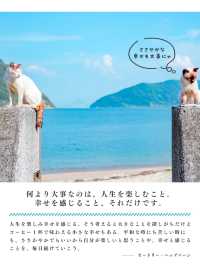 【香川】猫の島🏝️可愛い猫ちゃんと名言に癒される✨