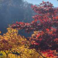 Dayang South Korea in Autumn