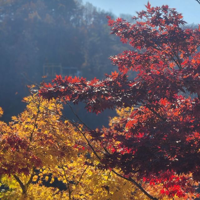 Dayang South Korea in Autumn