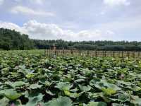 Nature's Symphony in Guangzhou