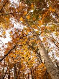 【全国的に一足早い紅葉🍁】鳥取県・大山の紅葉がとても綺麗！✨