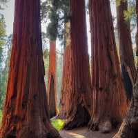 【2024】Sequoia National Park：紅杉國家公園，自然景觀，拍照好去處