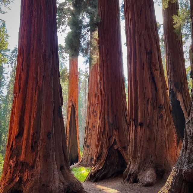 【2024】Sequoia National Park：紅杉國家公園，自然景觀，拍照好去處