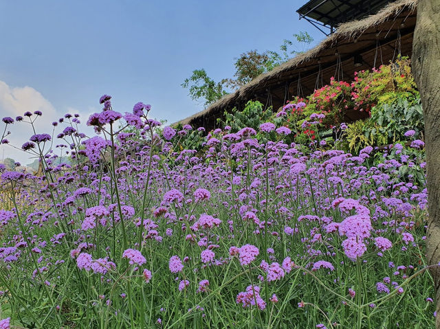 สวนองุ่นอีเดน ม่อนแจ่ม จ.เชียงใหม่