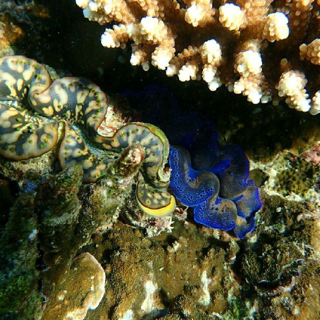 Iboih, Aceh snorkeling.. moment to joy