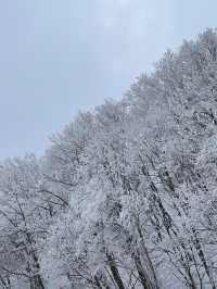 이곳이..겨울왕국?!⛄️ 눈이 가득쌓인 ‘삼양목장‘