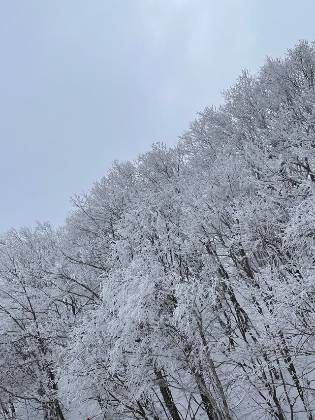 이곳이..겨울왕국?!⛄️ 눈이 가득쌓인 ‘삼양목장‘