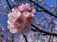 HELLO CHERRY MERRY BLOSSOMS! 🌸 