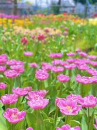 【絶景】春爛漫🌷1年中チューリップが咲く世界唯一の場所🤫