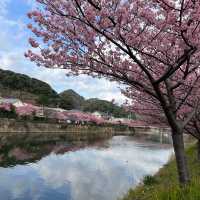 河津町櫻花打卡成功 安靜慢生活