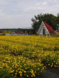 Flowers All Year Round