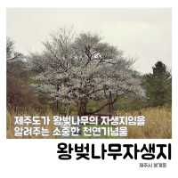 👍🏻 제주도에서 만난 왕벚나무의 비밀, 천연기념물이 된 이유!