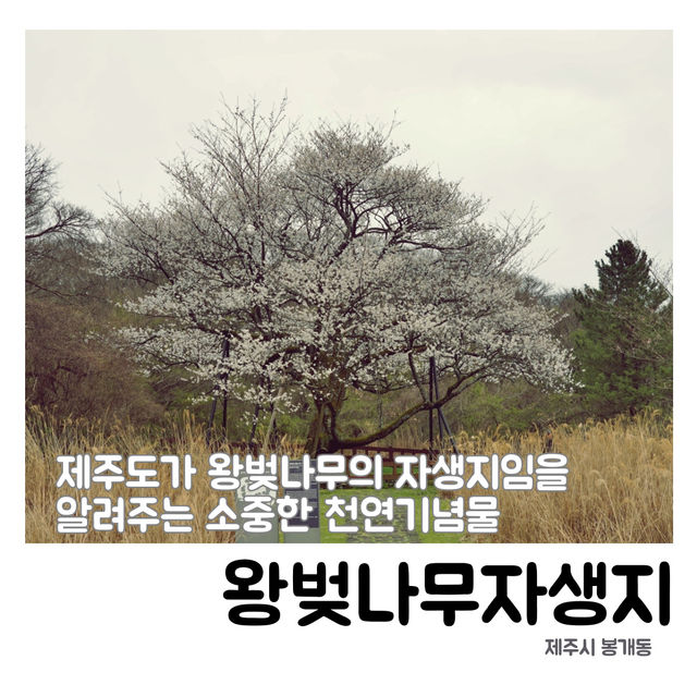 👍🏻 제주도에서 만난 왕벚나무의 비밀, 천연기념물이 된 이유!
